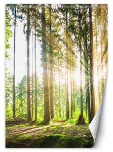 Fototapeta Odpolední slunce v lese Materiál: Vliesová, Rozměry: 100 x 140 cm