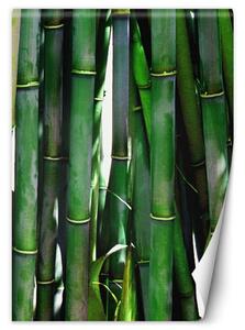 Fototapeta Zelené bambusy Materiál: Vliesová, Rozměry: 100 x 140 cm
