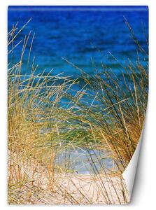 Fototapeta Vysoké trávy u moře Materiál: Vliesová, Rozměry: 100 x 140 cm