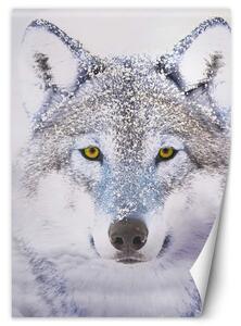 Fototapeta Portrét vlka v zimě Materiál: Vliesová, Rozměry: 100 x 140 cm