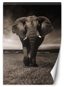 Fototapeta Tmavý slon Materiál: Vliesová, Rozměry: 100 x 140 cm