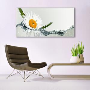 Plexisklo-obraz Sedmikráska ve Vodě 120x60 cm