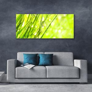 Plexisklo-obraz Příroda Kapky Tráva 125x50 cm
