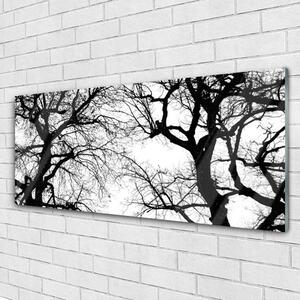 Plexisklo-obraz Stromy Příroda Černobílý 125x50 cm