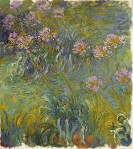 Claude Monet - Obrazová reprodukce Agapanthus, 1914-26, (35 x 40 cm)