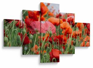 Obraz z pole vlčích máků (125x70 cm)