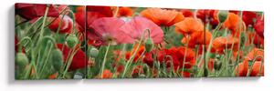 Obraz z pole vlčích máků (170x50 cm)