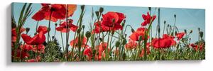 Obraz - Na poli vlčích máků (170x50 cm)