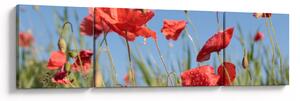 Obraz - Vlčí máky (170x50 cm)
