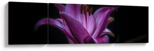 Obraz lilie (170x50 cm)