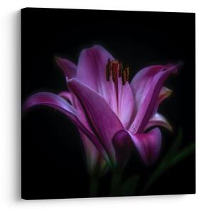 Obraz lilie (30x30 cm)