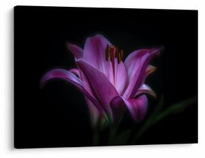 Obraz lilie (70x50 cm)