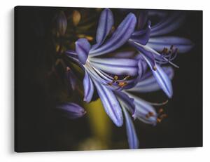 Obraz - Lila (70x50 cm)