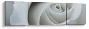 Obraz - Bílá růže (170x50 cm)