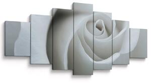 Obraz - Bílá růže (210x100 cm)