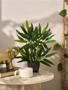 Sinsay - Decorative plant in a pot - zelená
