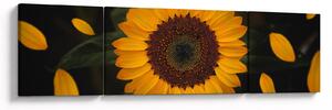 Obraz - Slunečnice a lístky květů (170x50 cm)