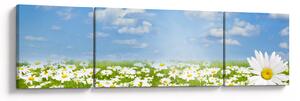 Obraz rozkvetlé louky s kopretinami (170x50 cm)