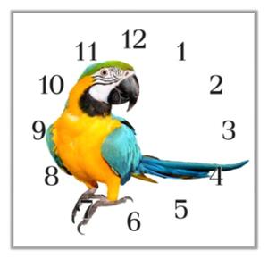 Nástěnné hodiny 30x30cm papoušek ara ararauna - plexi