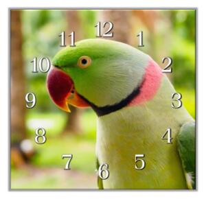 Nástěnné hodiny 30x30cm papoušek alexandr čínský - plexi