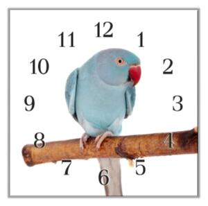 Nástěnné hodiny 30x30cm papoušek Alexandr malý - plexi