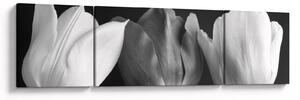 Obraz - Černobílé květy tulipánů (170x50 cm)