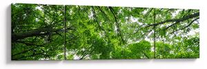 Obraz - Pohled do korun stromů (170x50 cm)