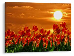 Obraz rozkvetlého lánu s tulipány (70x50 cm)