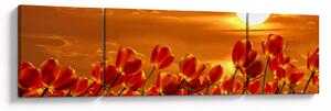 Obraz rozkvetlého lánu s tulipány (170x50 cm)