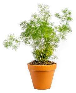 Asparagus Myriocladus, průměr 12 cm Asparágus