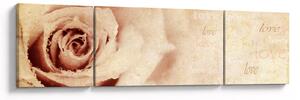 Obraz - Květ růže pro zamilované (170x50 cm)