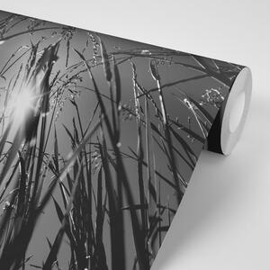 Fototapeta černobílá polní tráva