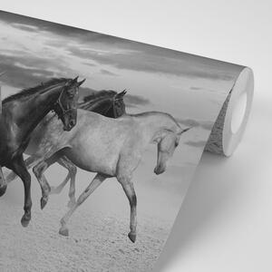Samolepící tapeta černobílé stádo koní