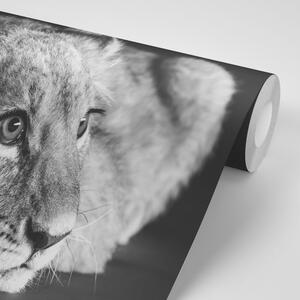 Fototapeta mládě lva v černobílém