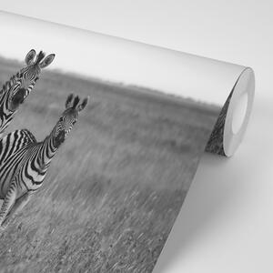 Samolepící fototapeta tři černobílé zebry v savanu