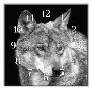 Nástěnné hodiny 30x30cm šedý vlk - plexi