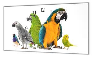 Nástěnné hodiny s motivem směs papoušků - plexi