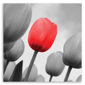 Obraz Červený tulipán v šedé barvě Velikost: 30 x 30 cm, Provedení: Panelový obraz