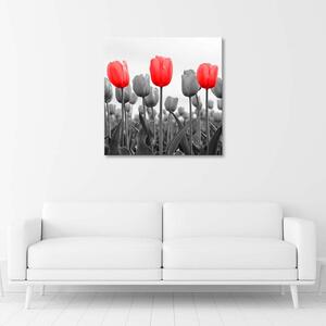 Obraz na plátně Červené tulipány na louce Rozměry: 30 x 30 cm