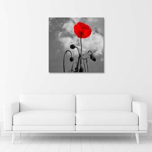 Obraz na plátně Kvetoucí Vlčí mák Rozměry: 30 x 30 cm