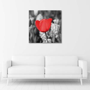 Obraz na plátně Červený tulipán na louce Rozměry: 30 x 30 cm