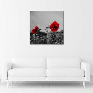 Obraz na plátně Červené máky a obilí Rozměry: 30 x 30 cm