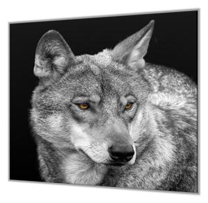 Ochranná deska s motivem šedý vlk - 50x70cm / Bez lepení na zeď