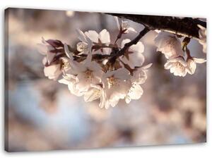 Obraz na plátně Třešňový květ Rozměry: 60 x 40 cm