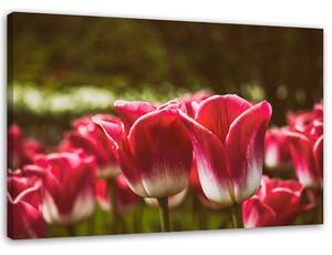 Obraz na plátně Kvetoucí tulipány Rozměry: 60 x 40 cm