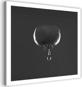 Obraz na plátně Rajče a kapky vody - černobílý Rozměry: 30 x 30 cm