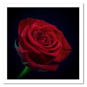 Obraz na plátně Červená růže ve tmě Rozměry: 30 x 30 cm