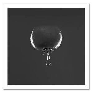 Obraz na plátně Rajče a kapky vody - černobílý Rozměry: 30 x 30 cm