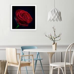 Obraz na plátně Červená růže ve tmě Rozměry: 30 x 30 cm