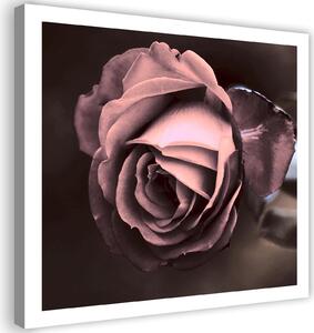 Obraz na plátně Krásná růže Rozměry: 30 x 30 cm